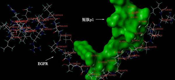 计算机辅助药物设计新型抗白血病靶向短肽ETP-3904